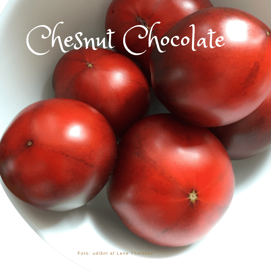 Chesnut Chocolate